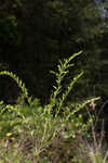 Pine barren goldenrod